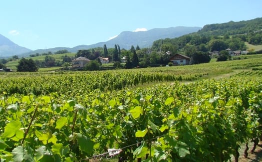 Weingut Domaine France Gonzalvez