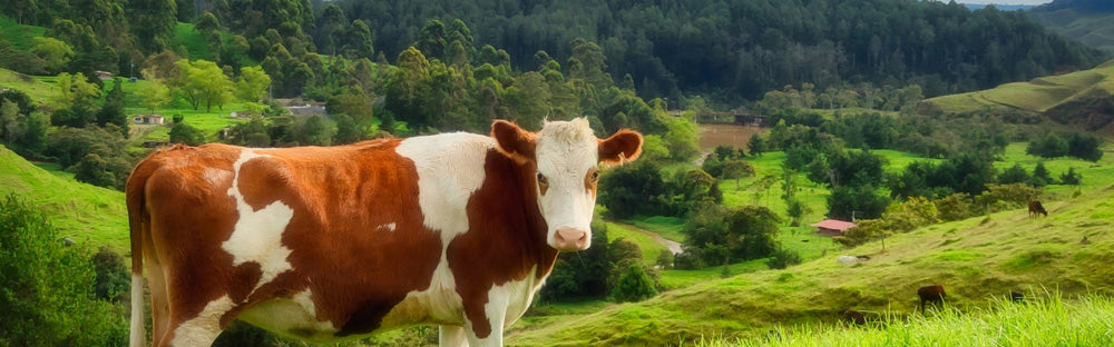Braun-weiße Kuh auf einer grünen Weide in einer hügeligen Landschaft