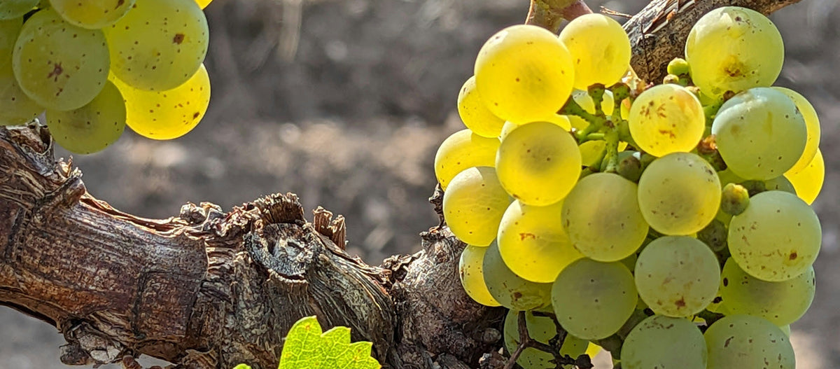 Reife weiße Weintrauben an einem Weinstock im Weinberg.